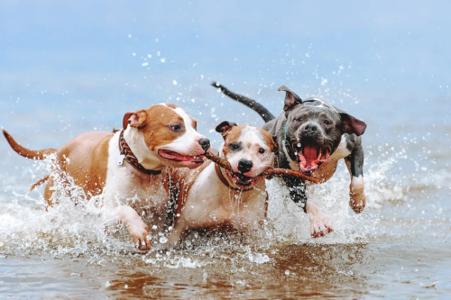 How to Socialize Your Pit Bull Without Stress