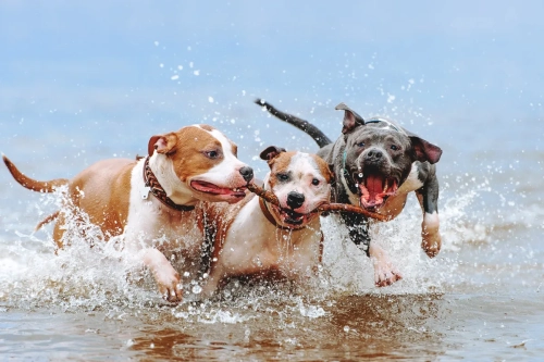 How to Socialize Your Pit Bull Without Stress