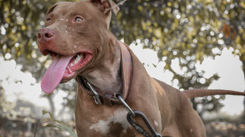 Effective Pitbull Training Strategies for Beginners