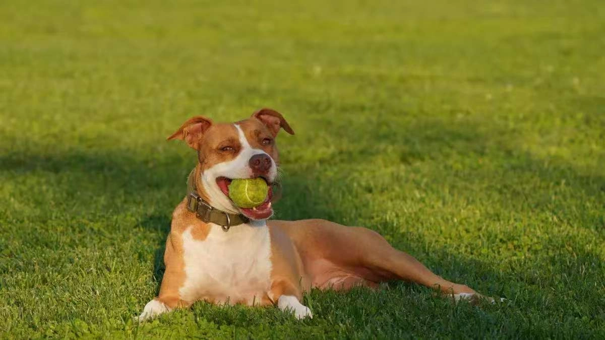 Short-nosed Dogs Exercising During Heat Waves: Six Steps To Protect Measures