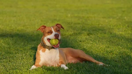 Short-nosed Dogs Exercising During Heat Waves: Six Steps To Protect Measures