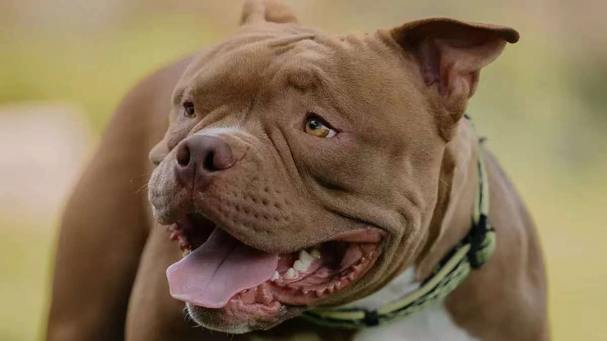 How to Keep Your Pit Bull Active and Happy