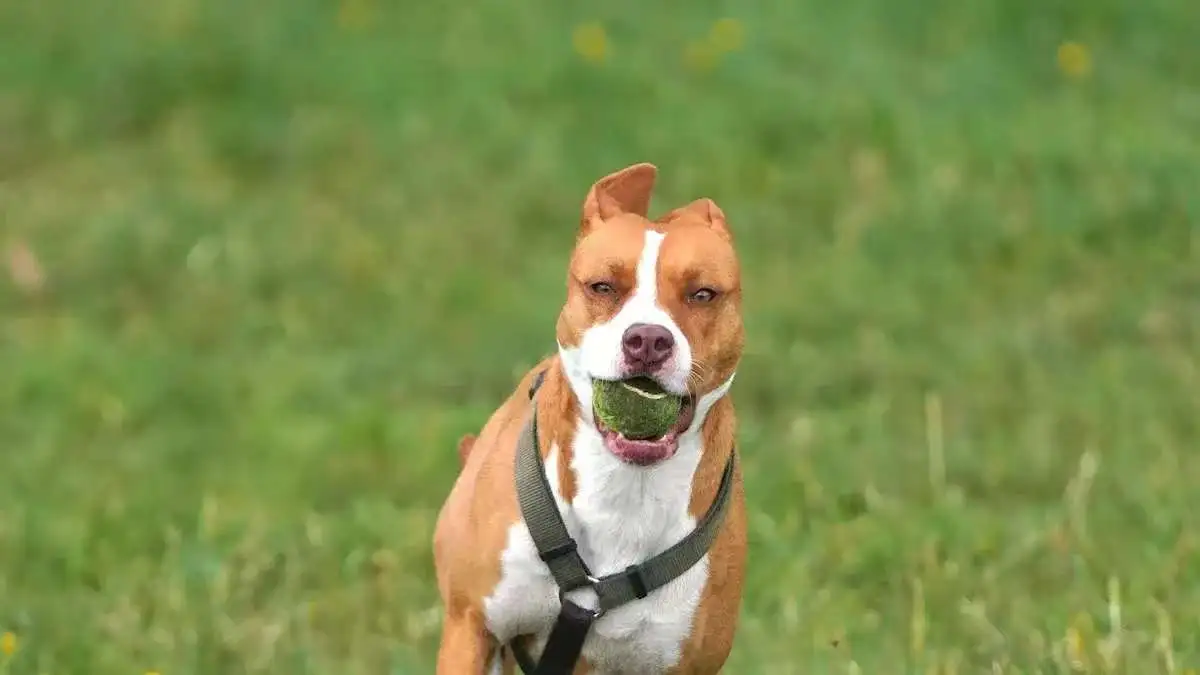 How much exercise does a Staffy dog need?