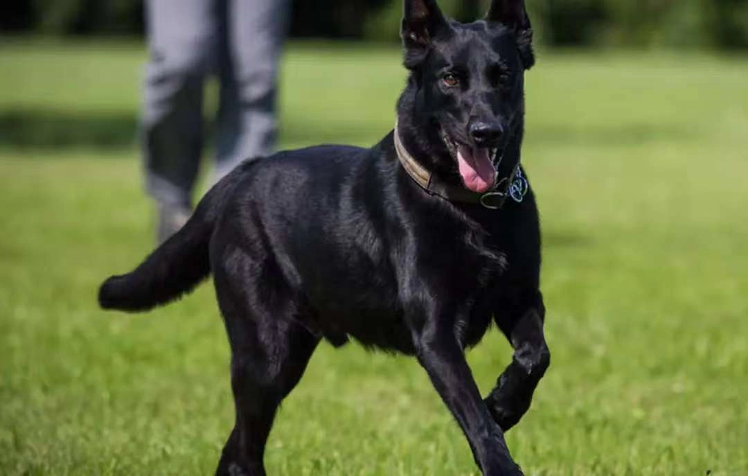 Fun Ways to Exercise Your Malinois on a Treadmill