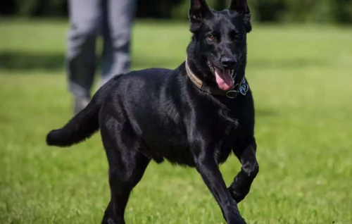 Fun Ways to Exercise Your Malinois on a Treadmill
