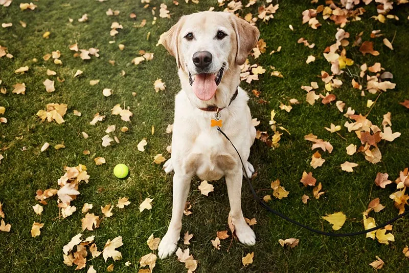 Unlock the Secrets to Training Your Labrador
