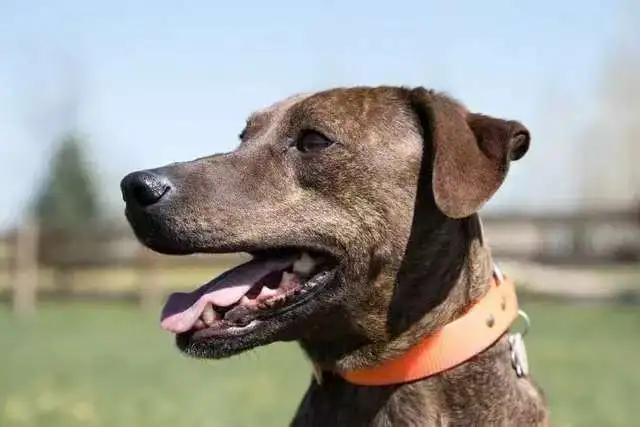 Are Plott Hounds difficult to train?