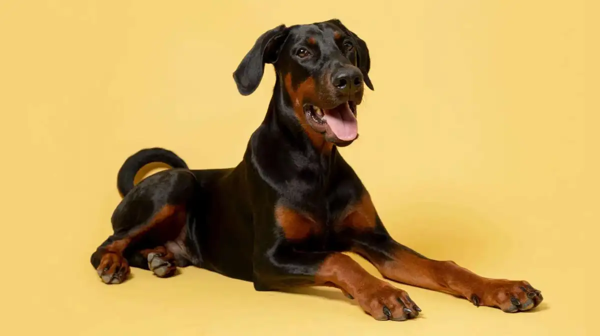 Is a Dog Treadmill Right for Your Active Doberman