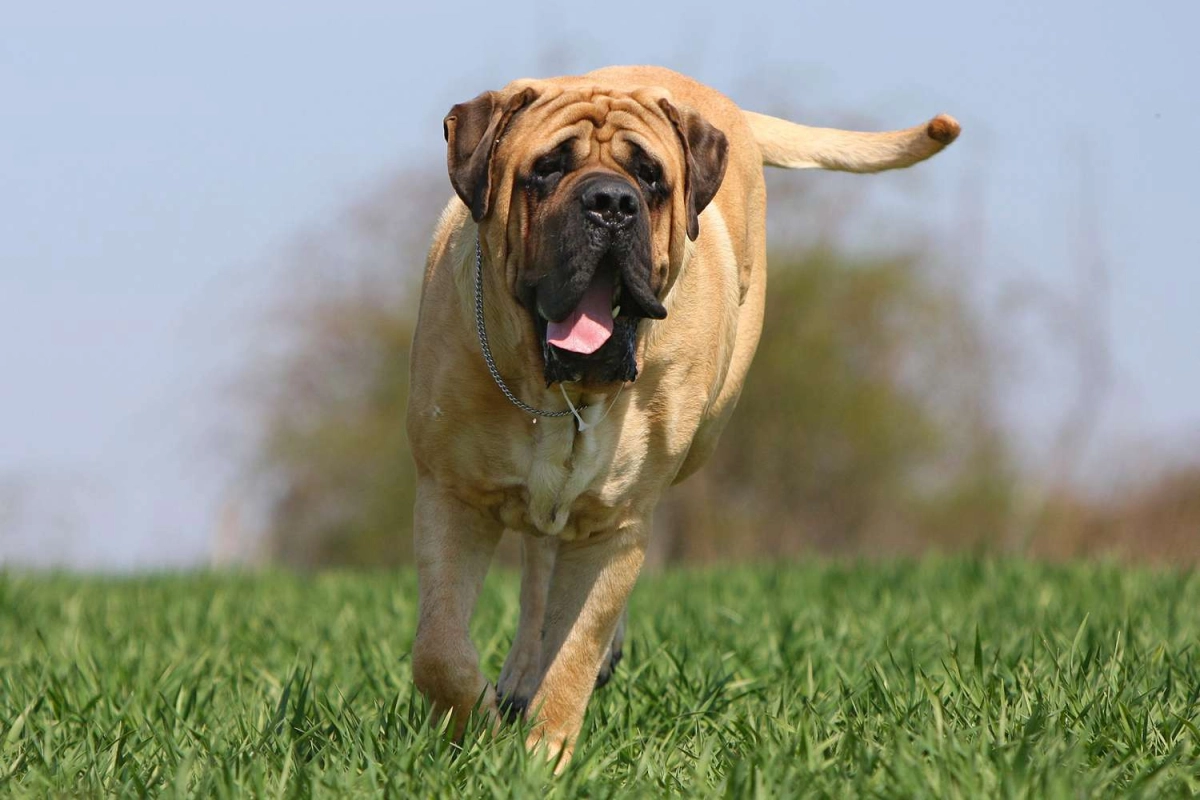 How Do You Discipline A Mastiff?