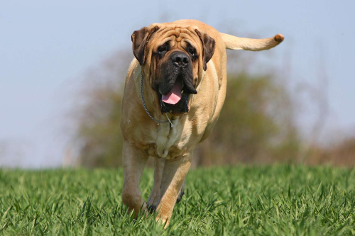 How Do You Discipline A Mastiff?