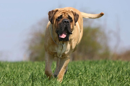 How Do You Discipline A Mastiff?