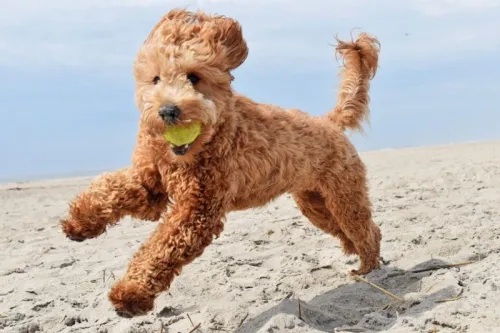 Why Do Cockapoos Do Zoomies?