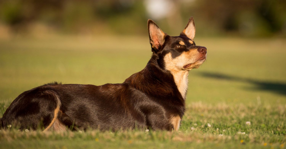 Kelpies and Treadmills: A Perfect Match for Exercise
