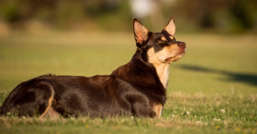 Kelpies and Treadmills: A Perfect Match for Exercise