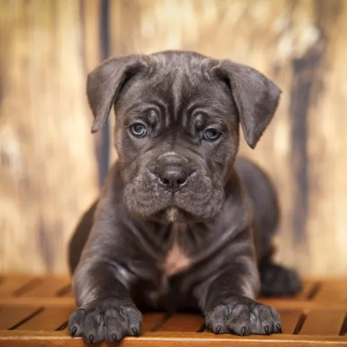 What Training Do Cane Corsos Need?