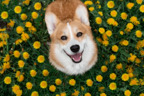 Fun Ways to Keep Your Corgi Entertained This Summer
