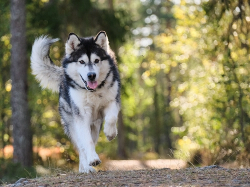 Is Your Alaskan Malamute Overly Energetic?
