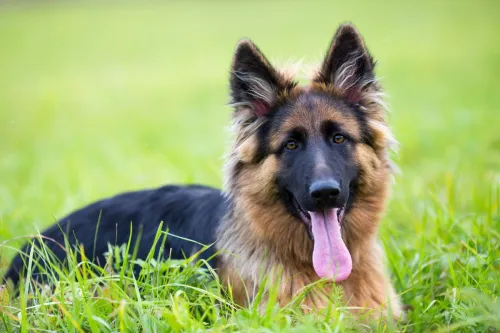 Why Does My German Shepherd Always Want To Play?