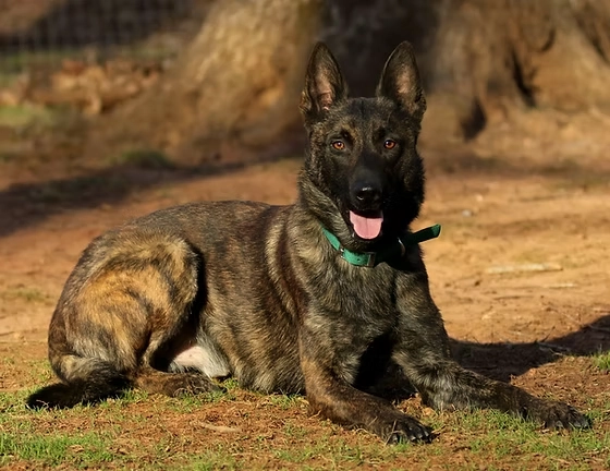 A New Paradigm for Dutch Shepherd Dog Exercise