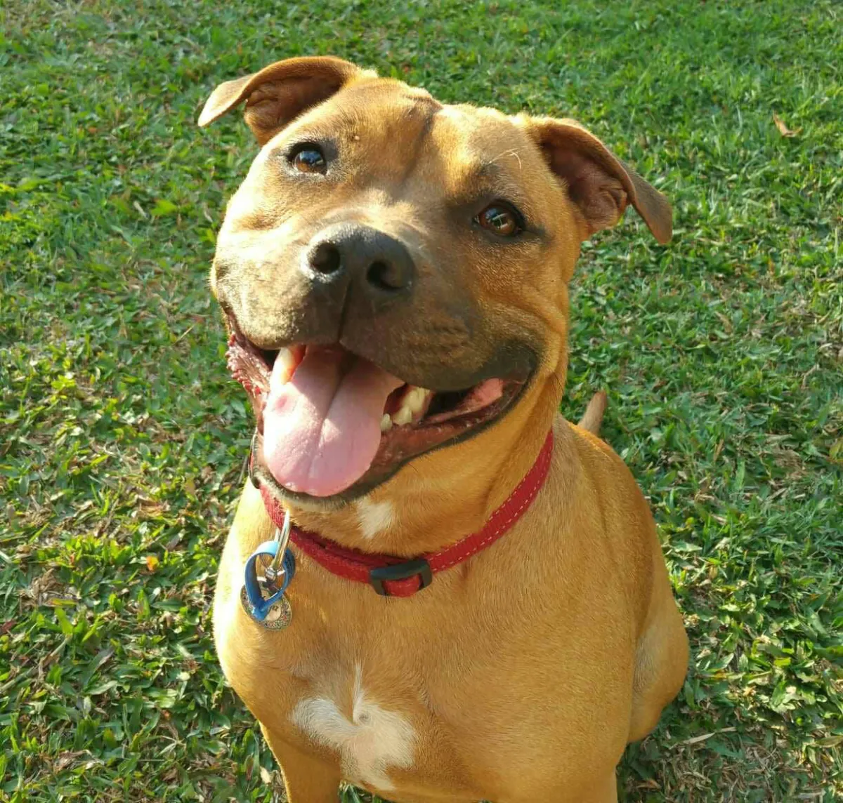 Understanding the Challenges of Owning a Staffordshire Bull Terrier
