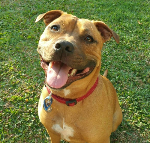 Understanding the Challenges of Owning a Staffordshire Bull Terrier