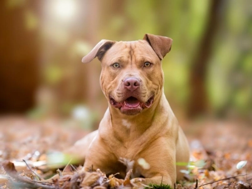 How to Manage Your Pit Bull's Energy Indoors