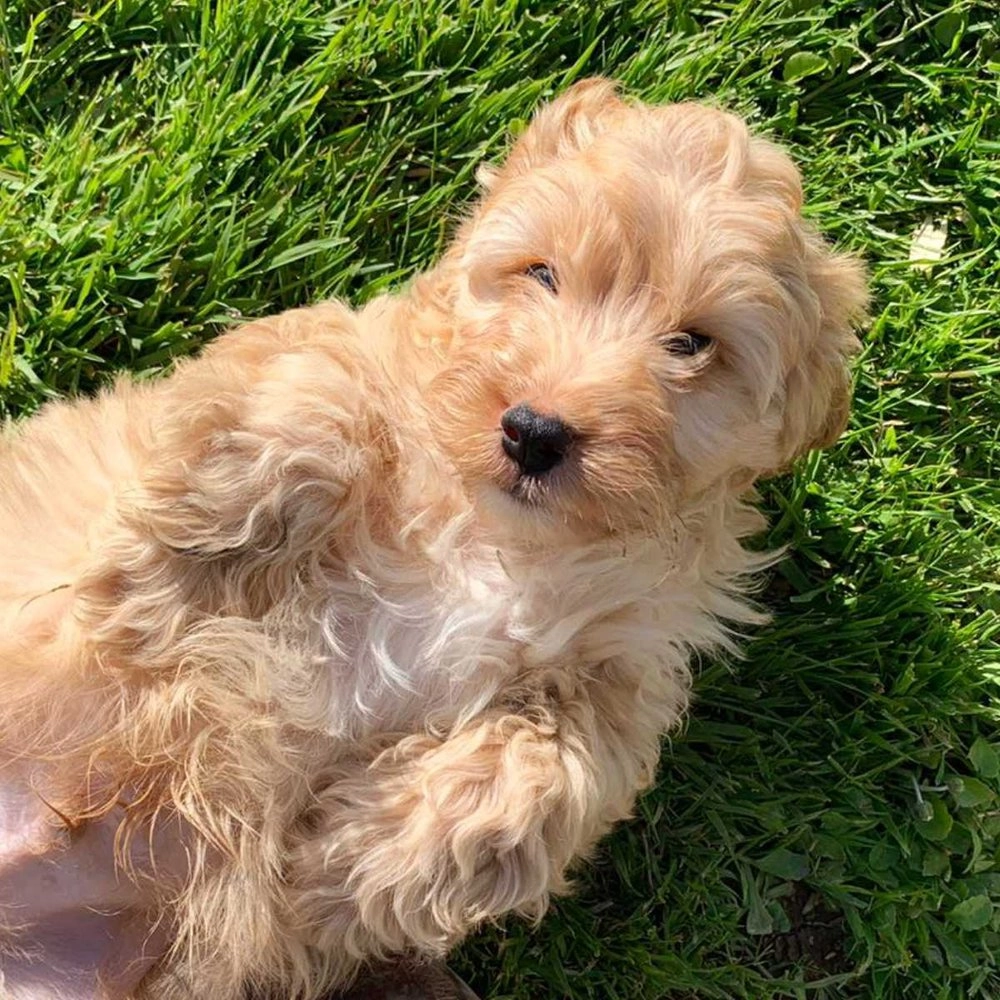 Do Cockapoos Need A Lot Of Training?