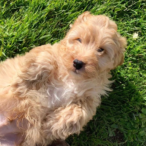 Do Cockapoos Need A Lot Of Training?