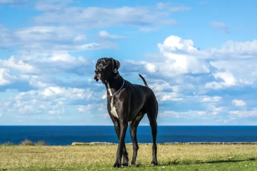 Is Your Great Dane Getting Safe Indoor Exercise?