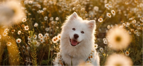 Release the Samoyed's running energy in one move!