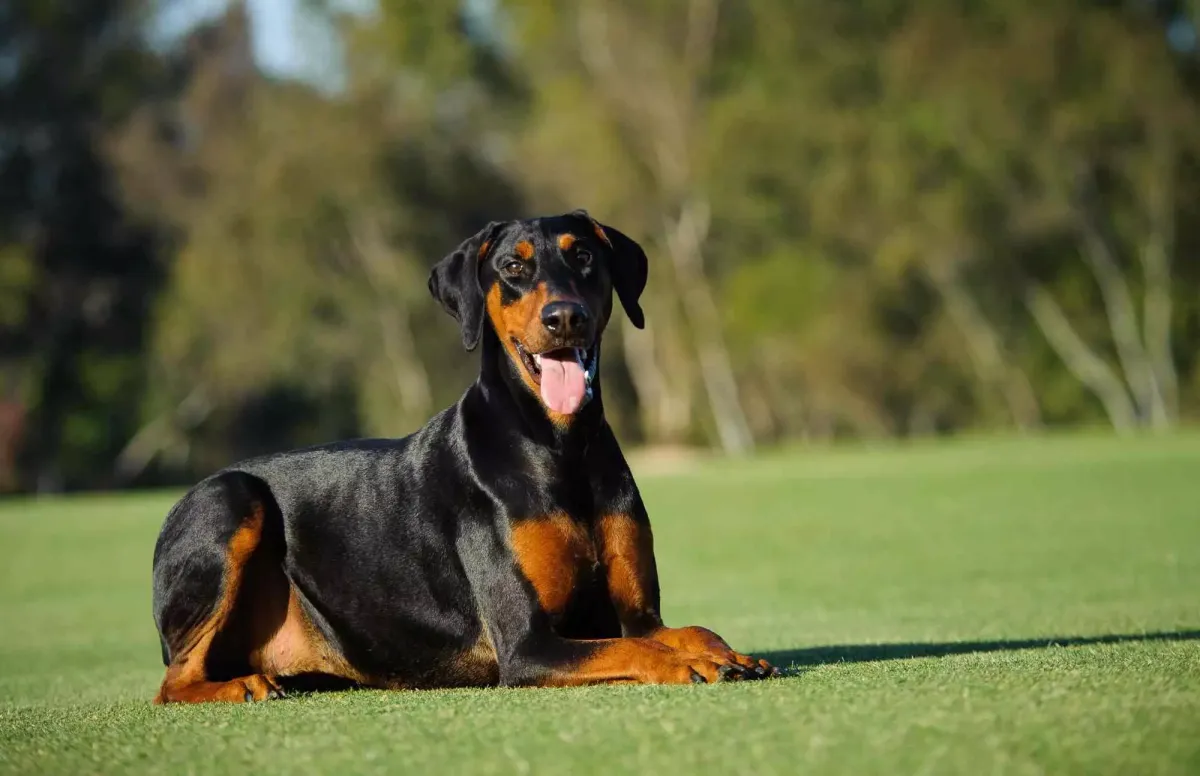 What If Dobermans Don't Exercise Enough?