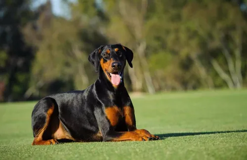 What If Dobermans Don't Exercise Enough?