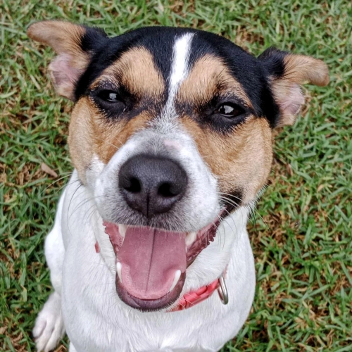 Jack Russell Mix: Why Still Hyper After Walks?