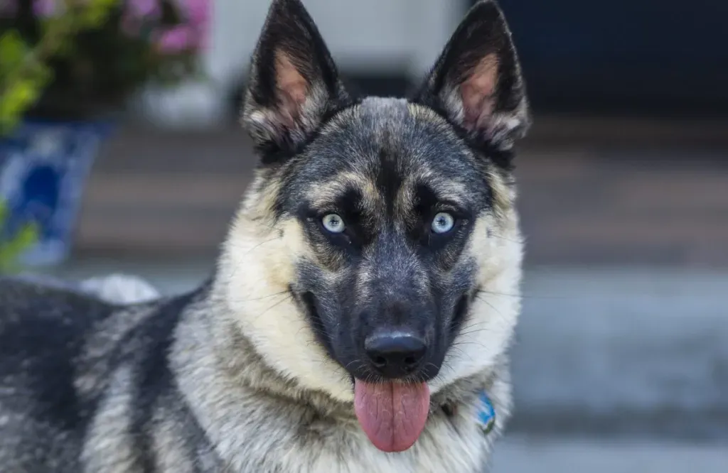What Kind Of Training Do German Shepherds Need?