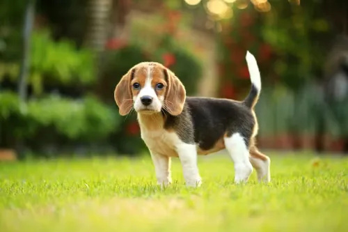 The Truth About Beagles and Their Training Potential