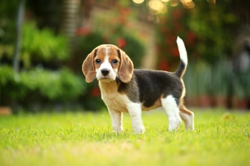 The Truth About Beagles and Their Training Potential