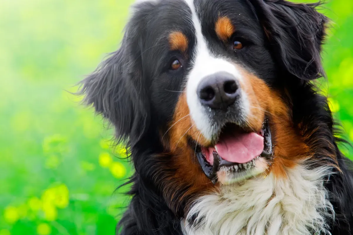 Why are Bernese Mountain Dogs at high risk for hip arthritis?