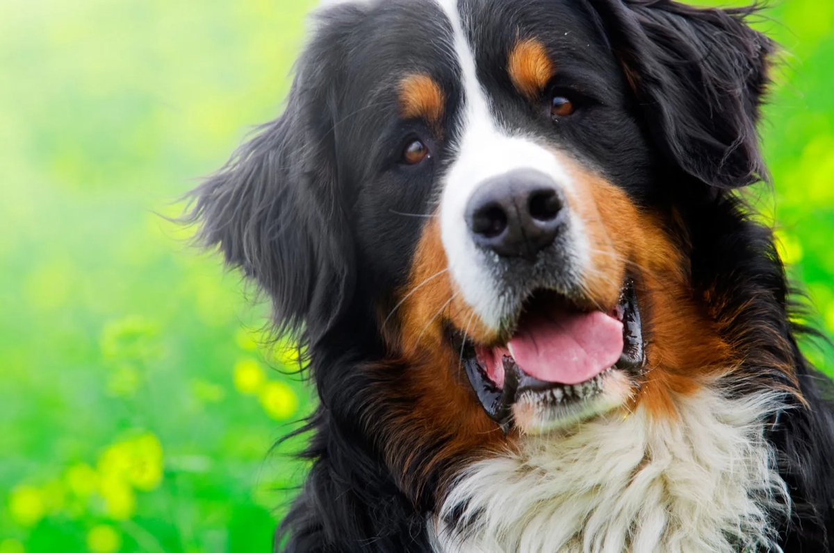 Why Are Bernese Mountain Dogs At High Risk For Hip Arthritis?