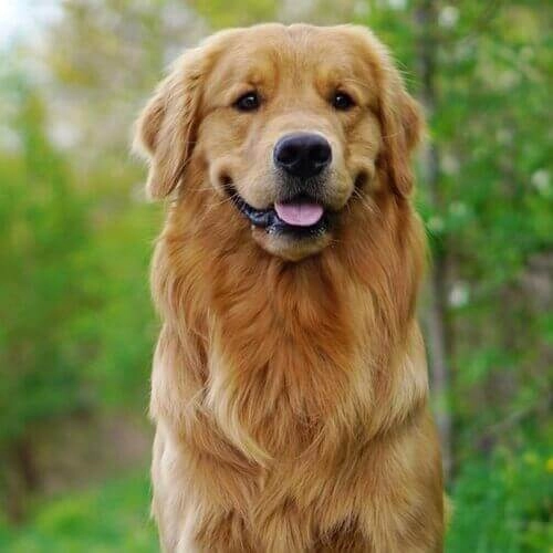 How To Effectively Prevent Golden Retrievers From Getting Fat?