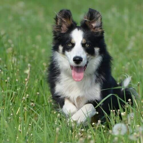 How to Train Your Border Collie for Running?