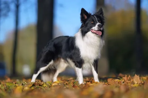 How Does A Border Collie Run Out Of Battery Power On Rainy Days?