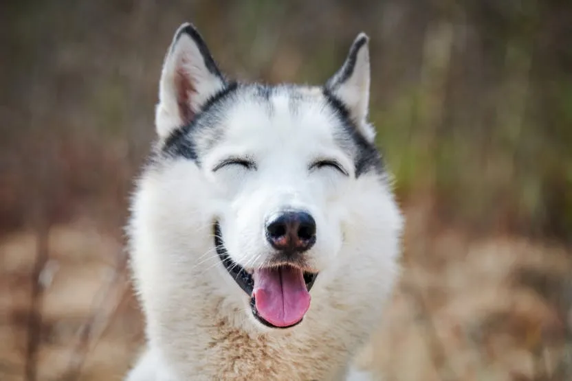 Why Is It So Hard To Train A Husky?