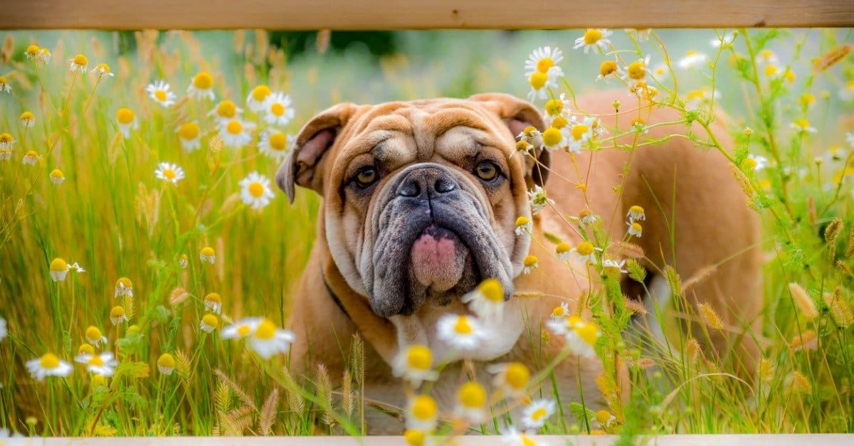 Is Your Bulldog's Energy Really Being Released Correctly?