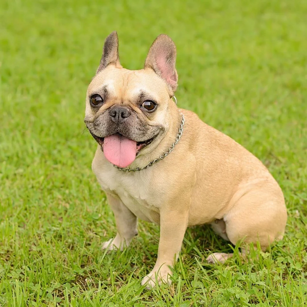 What Not To Do With A French Bulldog？