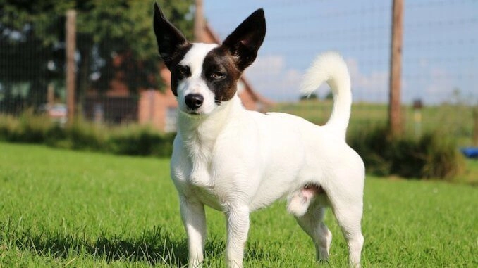 How Do You Train A Jack Russell Mix?