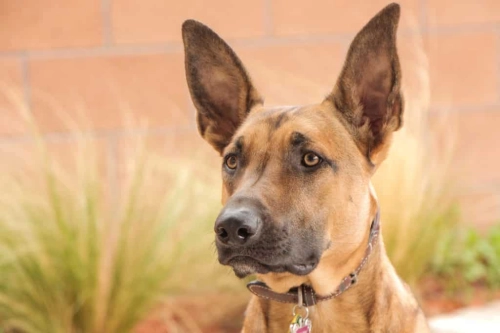 What Training Does Belgian Malinois Need?