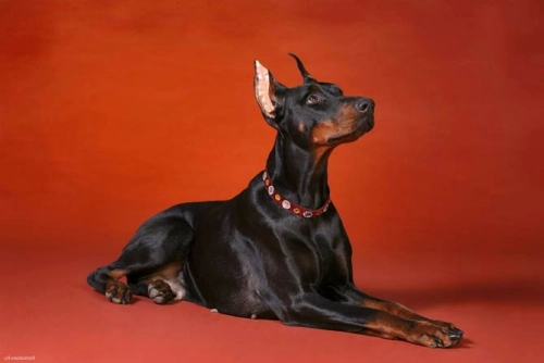 What Happens If A Doberman Doesn't Get Enough Exercise?