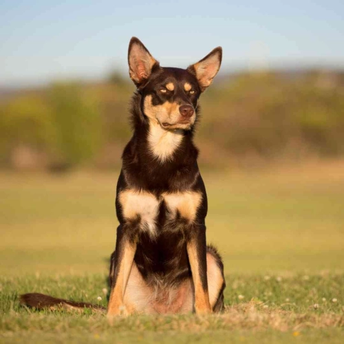 What Are Common Issues With Kelpies?