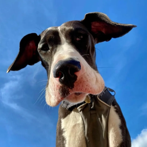 Is Owning A Great Dane Hard?
