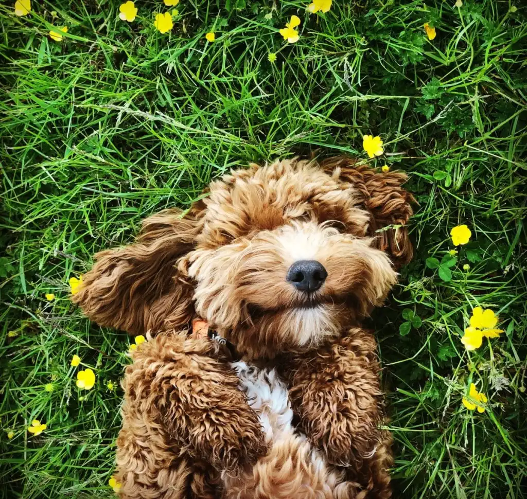 What Are The Behavioral Issues Of A Cockapoo?